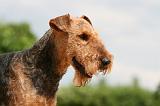 AIREDALE TERRIER 291